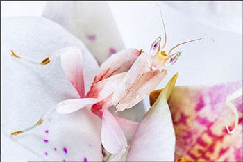 یک آخوندک گل ارکیده برای فرار از دست شکارچی خود را به شکل این گل زیبا در آورده است